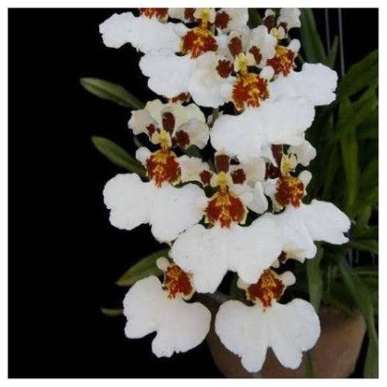 Liyaakbarsha Plants Oncidium Kampangasan white