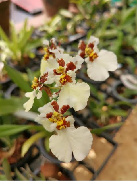 Liyaakbarsha Plants Oncidium Kampangasan white
