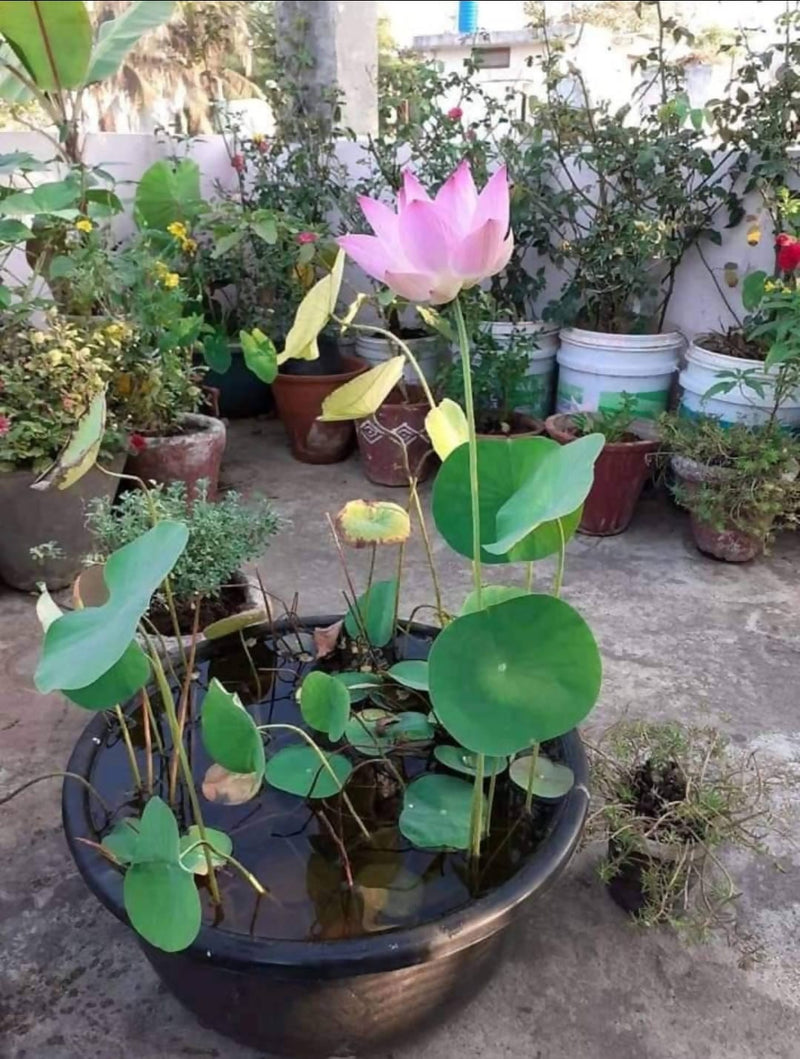 Maa shakumbhari Devi nursery Kamalgatte (lotus seed) Seeds Lotus Seeds