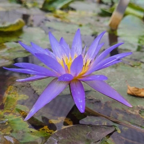 Manas Vatika Water Plant Tropical Islamorada Water Lily