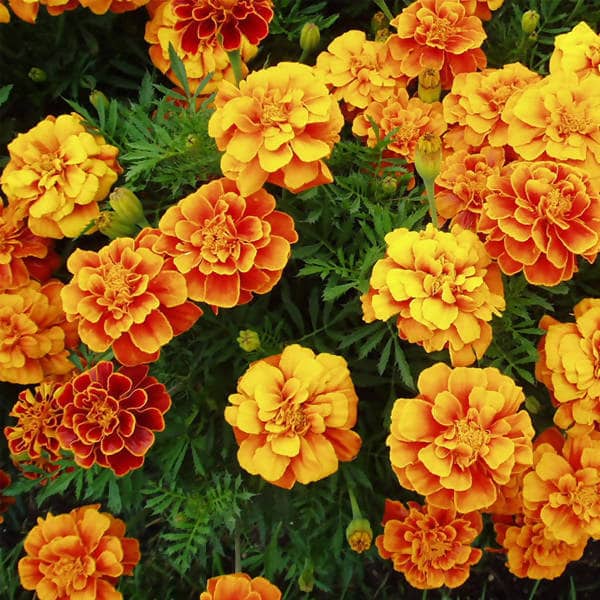 Marigold-Jafri-Multi-Mix-Flower-Seed-Urban-Plants