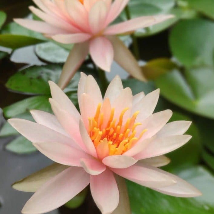 Maya Hardy and tropical Water Lily plant Buy Water Lily plant Online