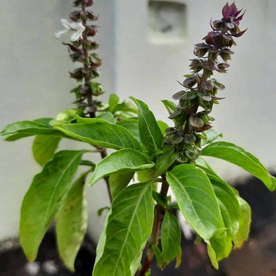 Naga natural Plant Buy Sabja Plant, Sweet Basil, Ociumum basicilum