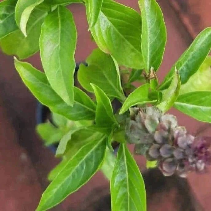 Naga natural Plant Buy Sabja Plant, Sweet Basil, Ociumum basicilum