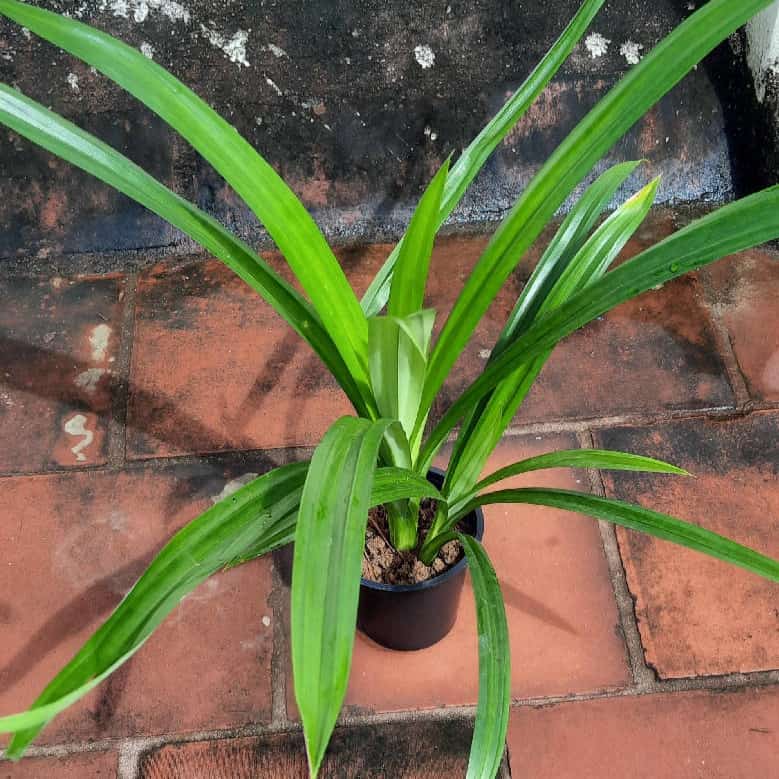 Naga natural Plant Pandanus Amaryllifolius Plant, Pandan Plant, Rambha Plant, Basmati Plant Buy Pandan Plant, Basmati Leaves Plant Online from Urban Plants 