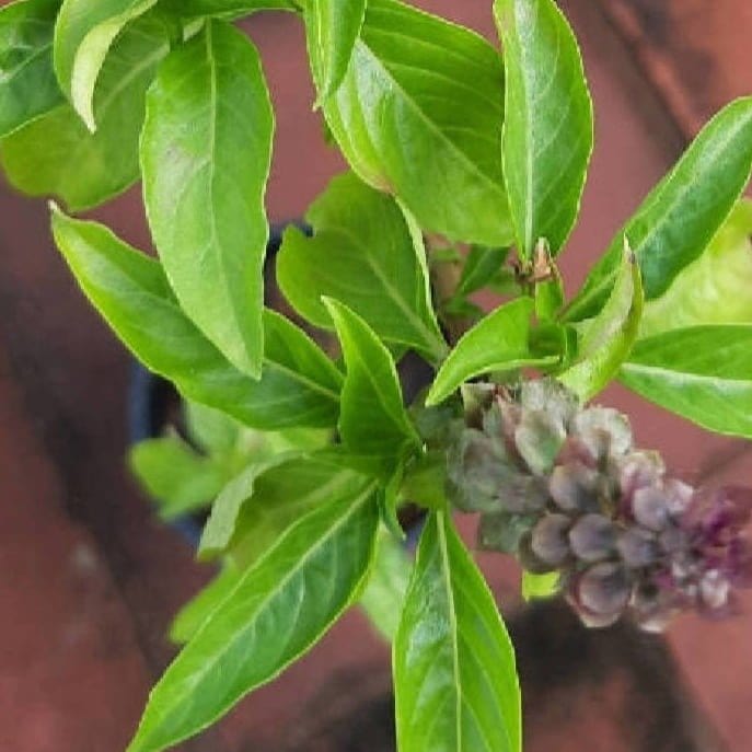 Naga natural Plant Sweet Basil- Plant