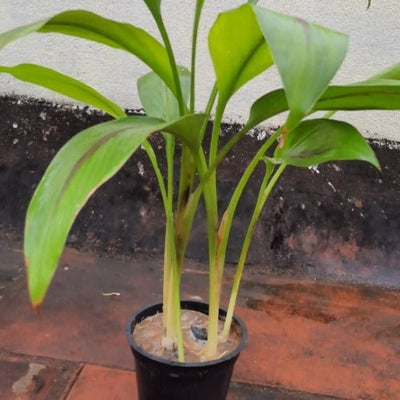 Naga natural Plants Karumanjal/ Black Turmeric/kali Haldi Plant