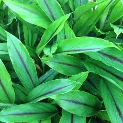 Naga natural Plants Karumanjal/ Black Turmeric/kali Haldi Plant