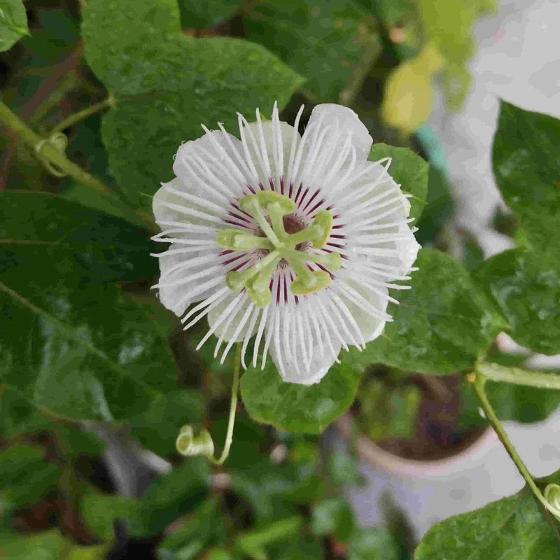 Navneet Mehta Flowering Plant Passion Flower White (Passiflora Foetida) Live Plant