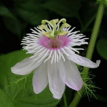 Navneet Mehta Flowering Plant Passion Flower White (Passiflora Foetida) Live Plant