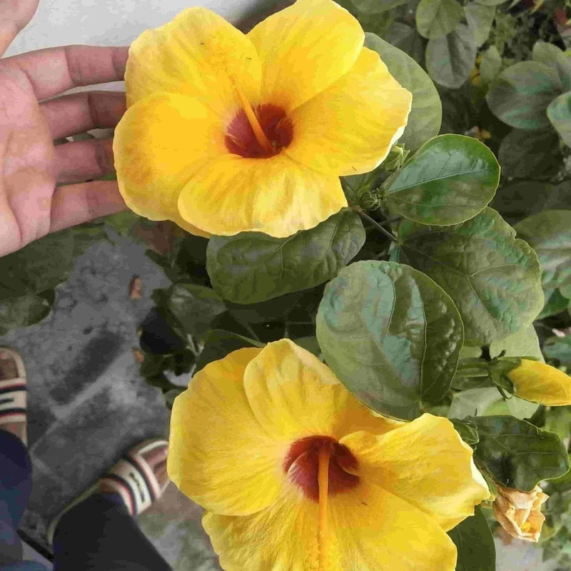 Navneet Mehta Live Plant Hibiscus Hybrid Yellow Plant