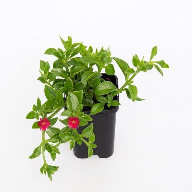 Neelu Nangia Plant Aptenia Cordifolia - Baby sun rose  Plant Buy Baby Sun Rose Aptenia cordifolia Online in India 