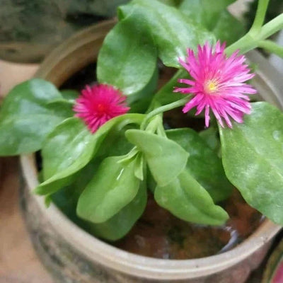 Neelu Nangia Plant Aptenia Cordifolia - Baby sun rose  Plant Buy Baby Sun Rose Aptenia cordifolia Online in India 