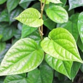 Neelu Nangia Plant Betel Leaf (Maghai Paan) Plant Buy Betel Leaf Piper Betel Plant Online 