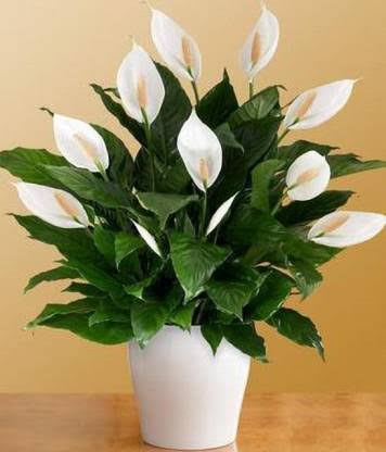 Neelu Nangia Plant Peace lily Plant Buy Peace lily Indoor Plant Online from Urban Plants 
