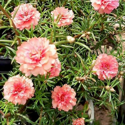 Neelu Nangia Plant Peach portulaca grandiflora Buy Peach portulaca grandiflora Moss rose Plant Online 