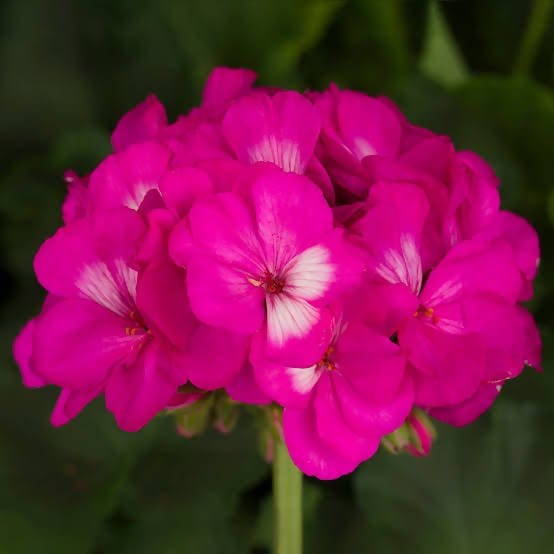 Neelu Nangia Plant Pink Geranium Plant Buy Pink Geranium Flower Plant Online from Urban Plants 