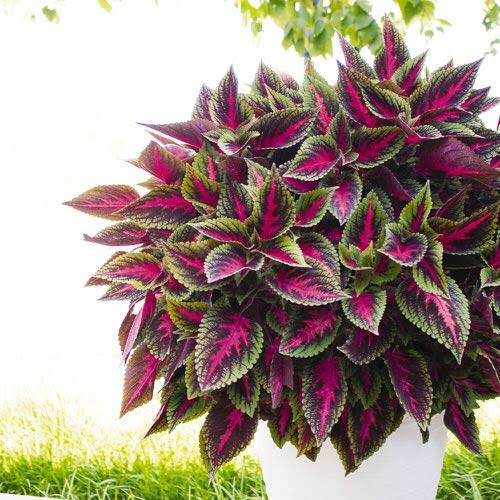Neelu Nangia Plant Purple Prince - Coleus Buy Coleus, Purple Coleus Online 