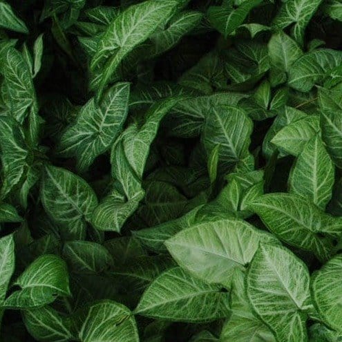 Neelu Nangia Plant Syngonium podophyllum Buy Green Syngonium, Arrowhead Plant Online 