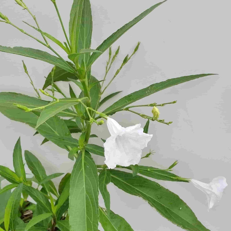 Neelu Nangia Plant White Rueilla White Rueilla Plant