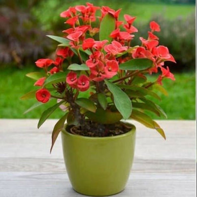 Neelu Nangia Plants Euphorbia milii, Christ Plant Buy Euphorbia Milii, Christ Plant Online 