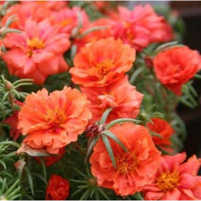 Neelu Nangia Plants Orange Portulaca Grandiflora Buy Orange portulaca grandiflora Moss rose Plant Online 