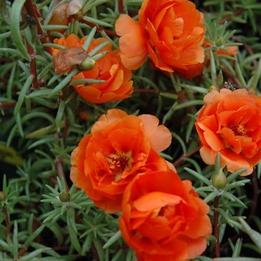 Neelu Nangia Plants Orange Portulaca Grandiflora Buy Orange portulaca grandiflora Moss rose Plant Online 