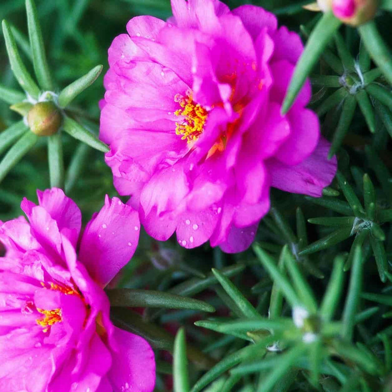 Neelu Nangia Plants Pink portulaca grandiflora Pink portulaca grandiflora Plant