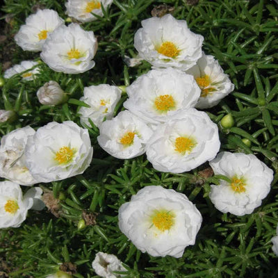 Neelu Nangia Plants White portulaca grandiflora Plant Buy White portulaca grandiflora Moss rose Plant