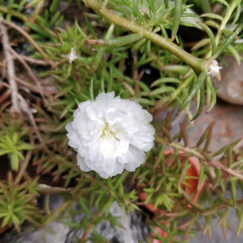 Neelu Nangia Plants White portulaca grandiflora Plant Buy White portulaca grandiflora Moss rose Plant