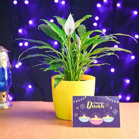 Neelu Nangia plants Wish Happy Diwali with Peace lily and Greeting Card