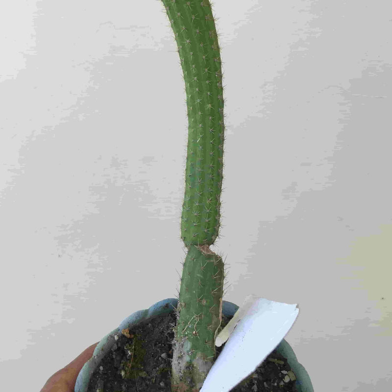 Nirmal gupta Cactus Cliestocactus semiapatanus