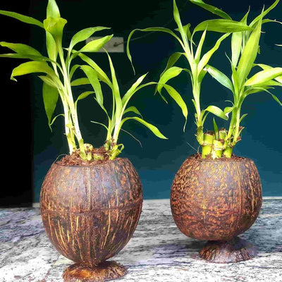 Nizar k Indoor plant Coco shell lucky bamboo