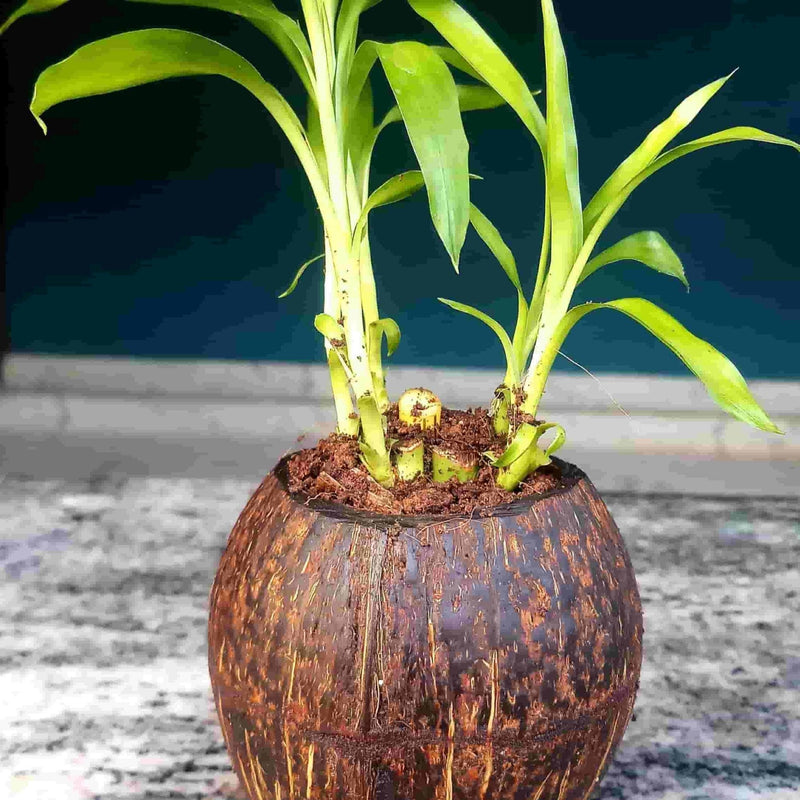 Nizar k Indoor plant Coco shell lucky bamboo