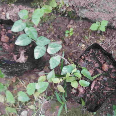 Nizar-k-Wall-plant-Fycus-pumila-( creeping fig )-Ficus-pumila-(creeping fig)-Urban-Plants