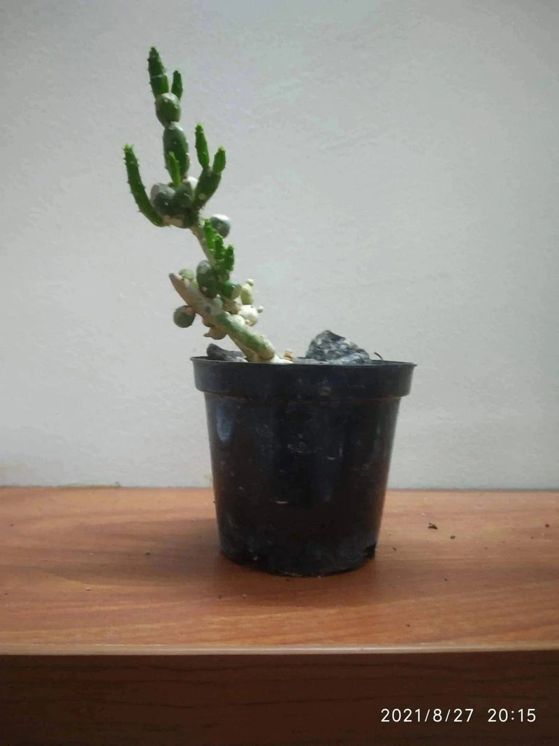 Ornamental Plants Home CACTUS Eves pin cactus plant
