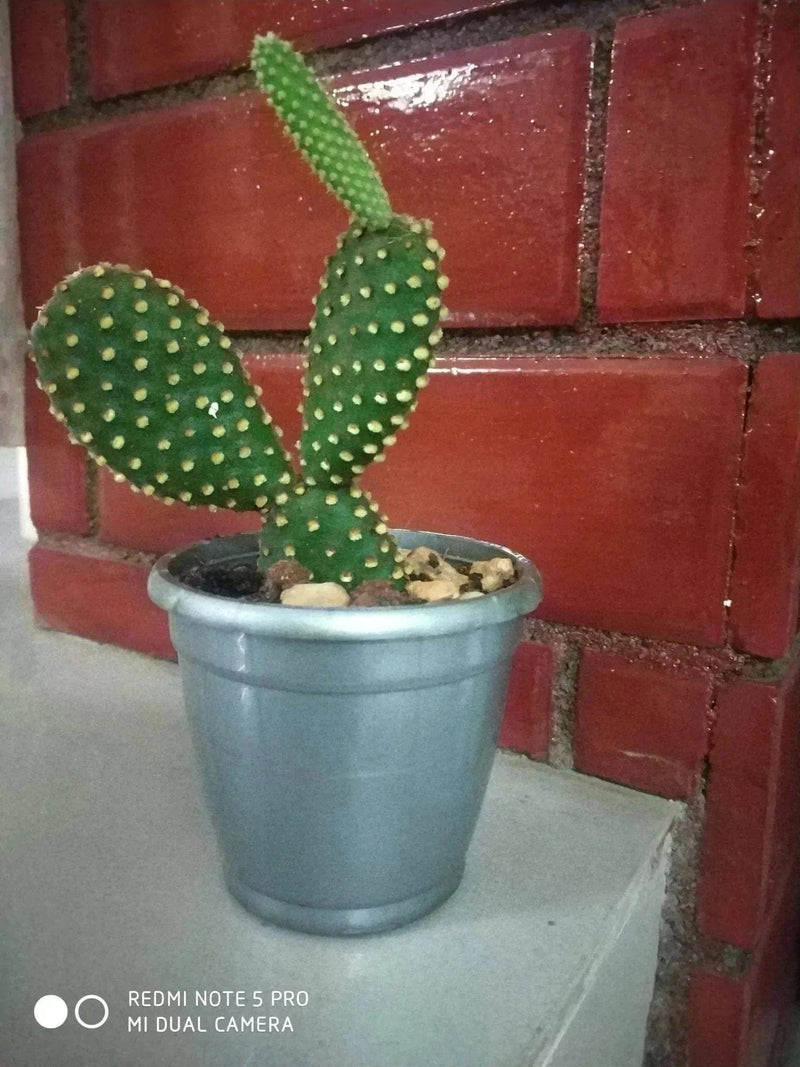Ornamental Plants Home Cactus Plant BUNNY EARS