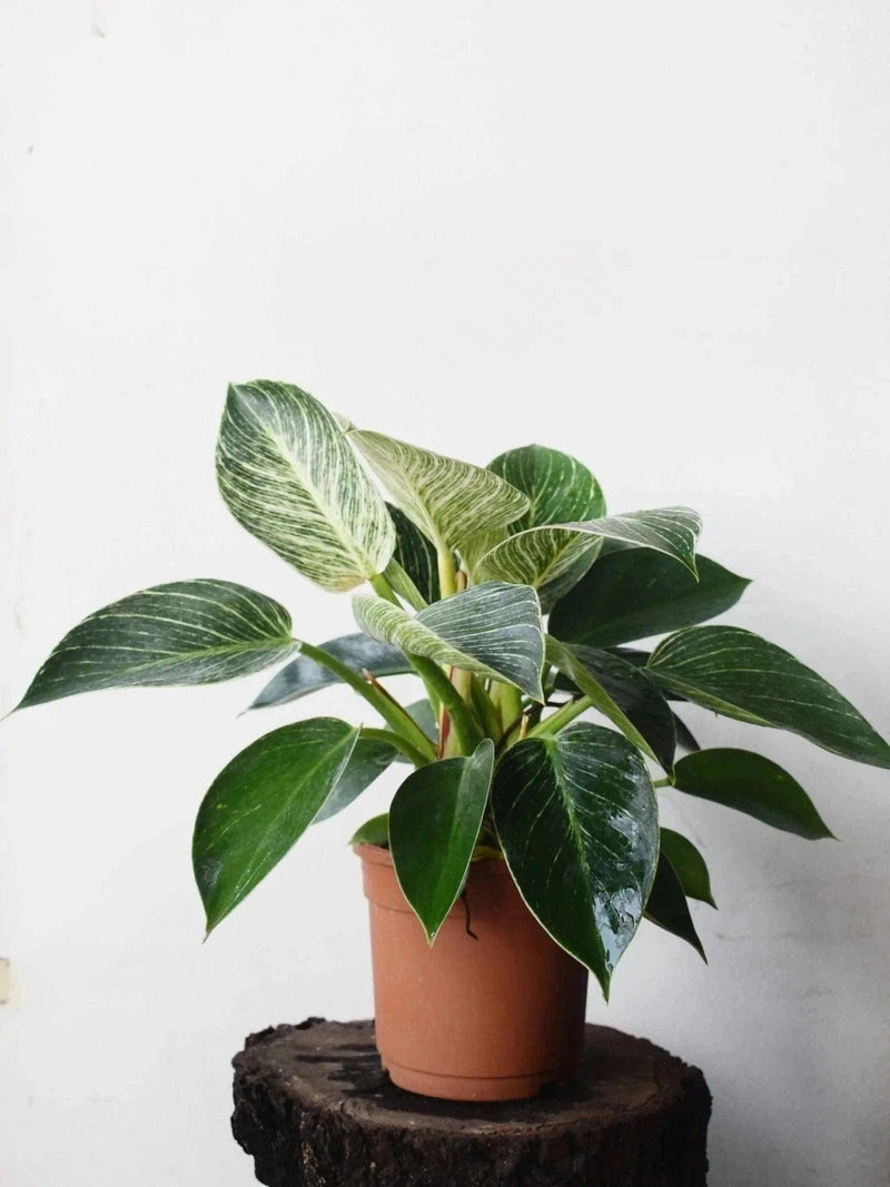 Oxygen Nursery Live Indoor Plant Philodendron Birkin