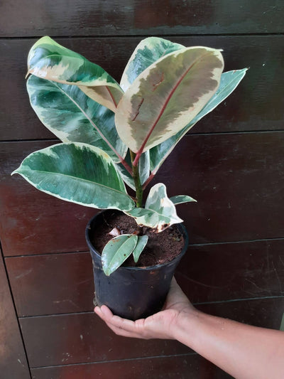 Plant guru Plant Variegated rubber plant