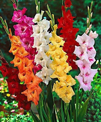 Plant House Bulbs Gladiolus Bulb mix (set of 10 Bulbs)