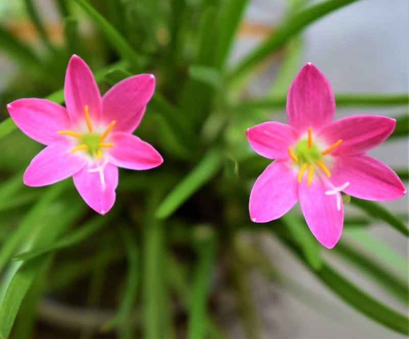 Plant House Bulbs Pink rain Lily (10 Bulbs) Pink Rain Lily Bulbs (set of 5 Bulbs)
