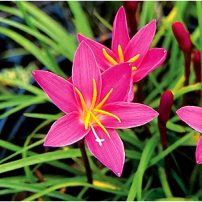 Plant House Bulbs Pink Rain Lily Bulbs (set of 5 Bulbs)