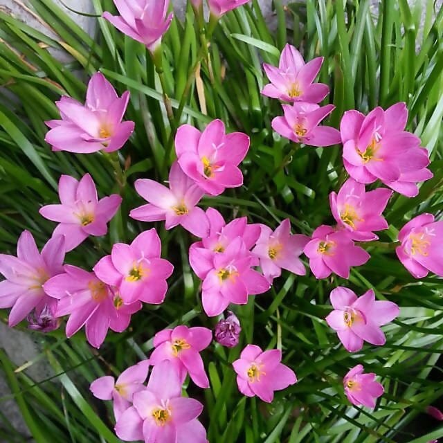 Plant House Bulbs Pink Rain Lily Bulbs (set of 5 Bulbs)