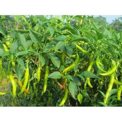 Plant House Seed Chili Seeds