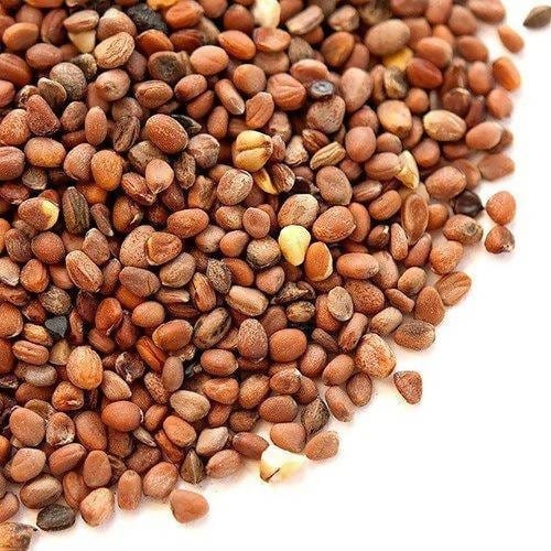 Plant House seed Radish Seed (mooli)