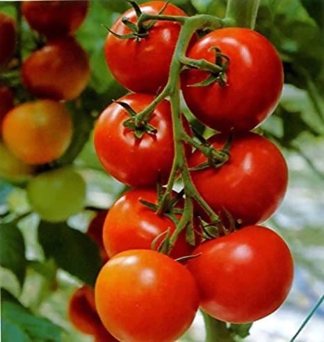 Plant House Seed Tomato Seeds