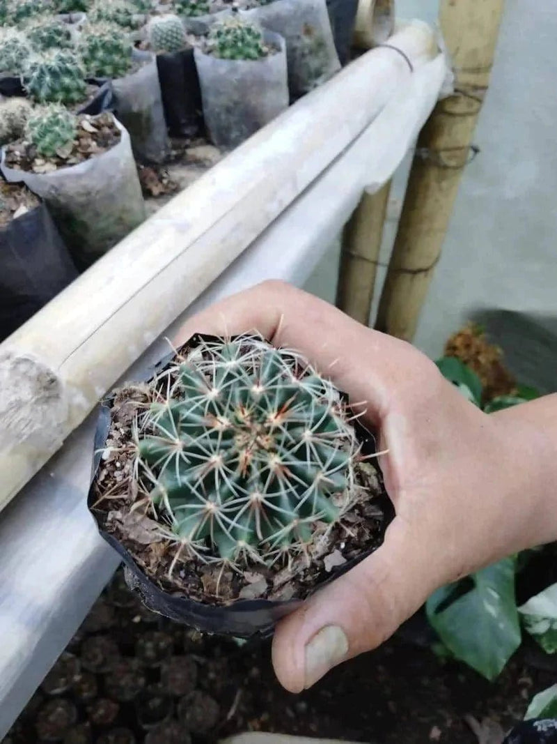 Plant’s Nirvana Indoor Plant Ball cactus Buy Ball Cactus