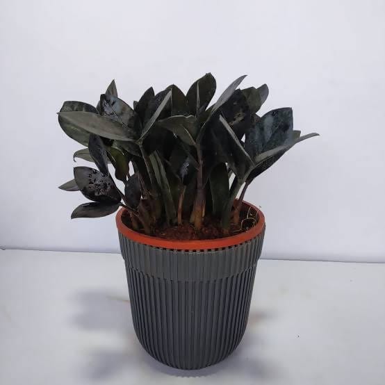 Plant’s Nirvana Indoor Plant Black zz Buy Black ZZ Plant Online-Urban Plants