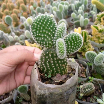 Plant’s Nirvana Indoor Plant Bunny Ear Cactus Buy Bunny Ear Cactus Online 