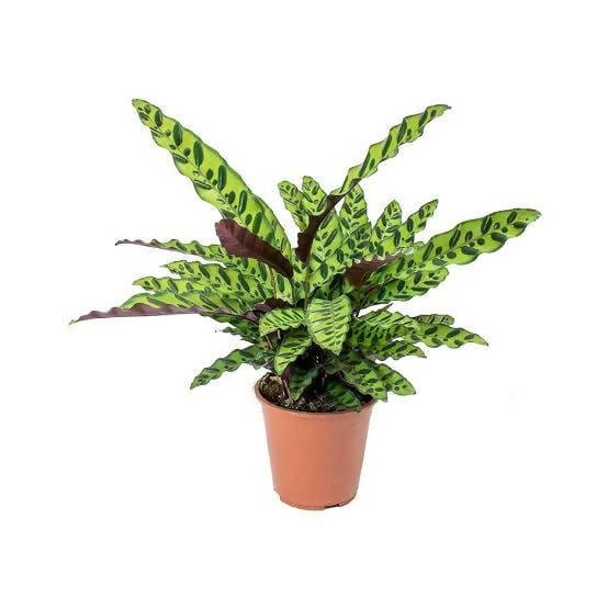 Plant’s Nirvana Indoor Plant calathea Lancifolia Boom ,Rattlesnake Plant Buy Rattlesnake Plant  Online 